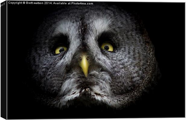  Great grey owl Canvas Print by Brett watson