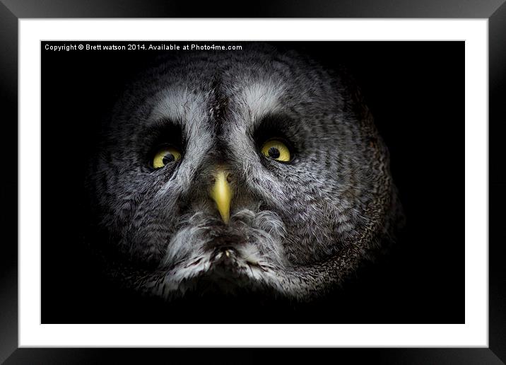  Great grey owl Framed Mounted Print by Brett watson