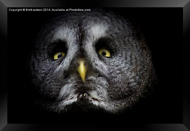  Great grey owl Framed Print by Brett watson