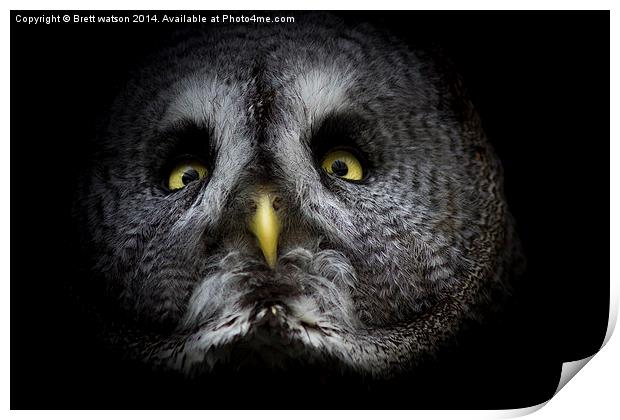  Great grey owl Print by Brett watson