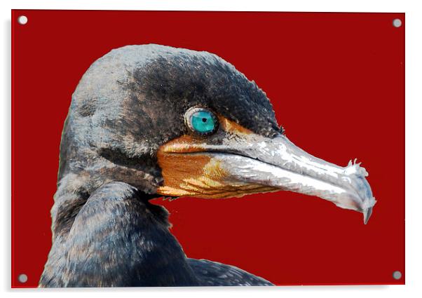  Close up Cormorant Acrylic by james balzano, jr.