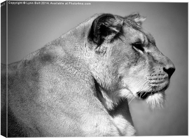  Lioness in Black and White Canvas Print by Lynn Bolt
