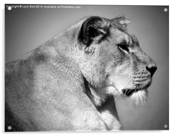  Lioness in Black and White Acrylic by Lynn Bolt