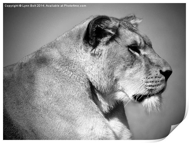  Lioness in Black and White Print by Lynn Bolt