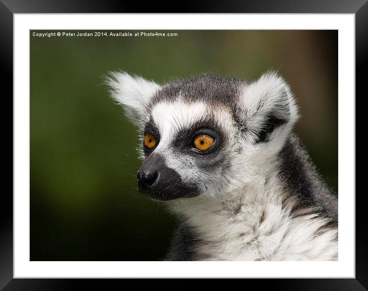  Bright Eyed Ring Tailed Lemur Framed Mounted Print by Peter Jordan