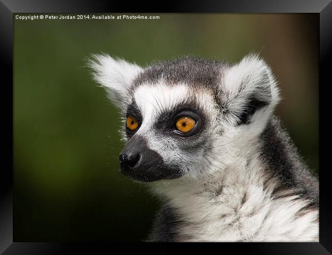  Bright Eyed Ring Tailed Lemur Framed Print by Peter Jordan