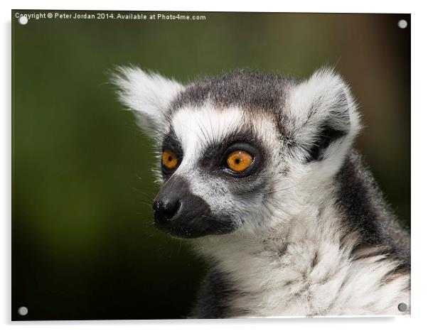  Bright Eyed Ring Tailed Lemur Acrylic by Peter Jordan