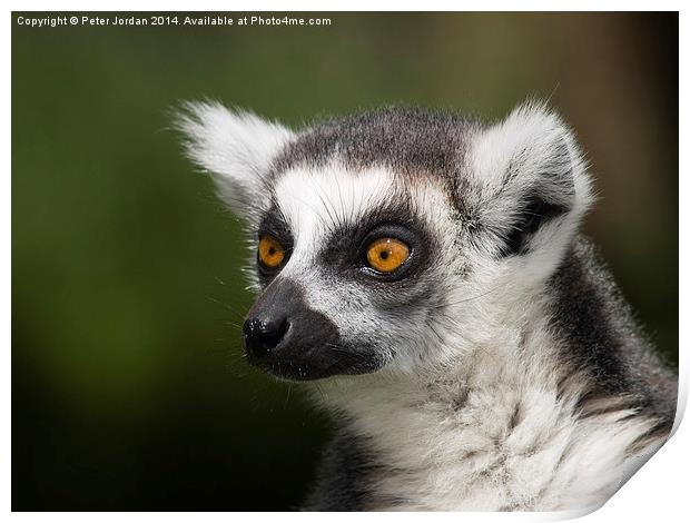  Bright Eyed Ring Tailed Lemur Print by Peter Jordan
