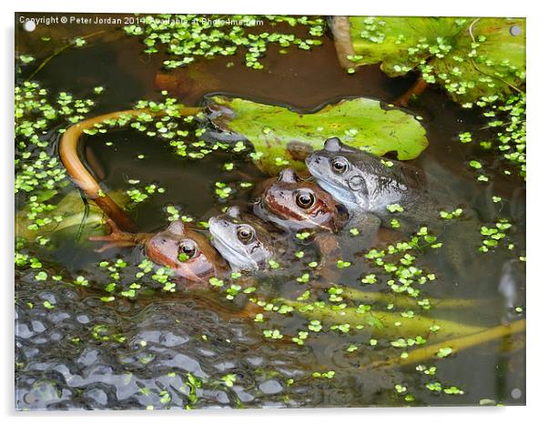  Two Frog Couples Springtime Acrylic by Peter Jordan