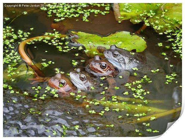  Two Frog Couples Springtime Print by Peter Jordan