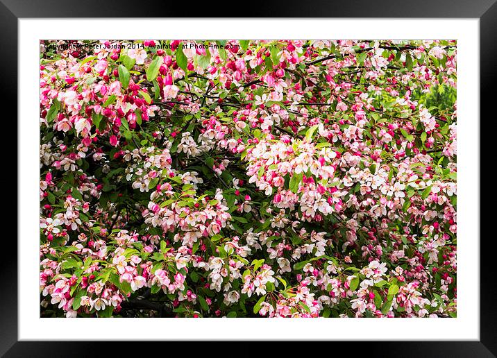  Crab Apple Blossom Framed Mounted Print by Peter Jordan