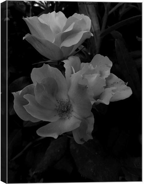  BW Country Roses Canvas Print by Pics by Jody Adams