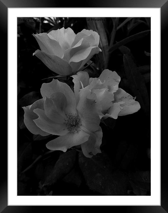  BW Country Roses Framed Mounted Print by Pics by Jody Adams
