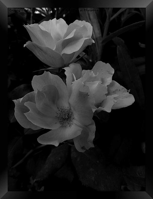  BW Country Roses Framed Print by Pics by Jody Adams