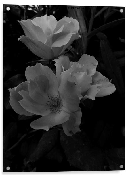  BW Country Roses Acrylic by Pics by Jody Adams