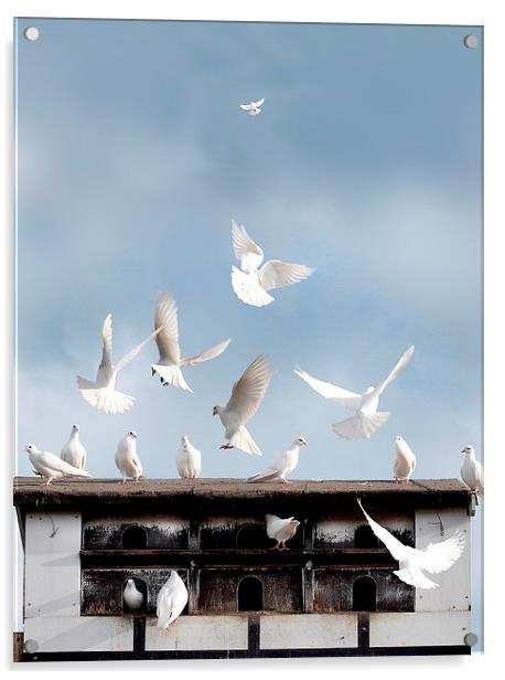 Doves Flocking Around a Dovecote Acrylic by Mal Bray