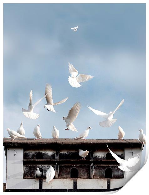  Doves Flocking Around a Dovecote Print by Mal Bray