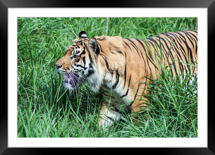 Sumatran Tiger 1 Framed Mounted Print by Becky Dix