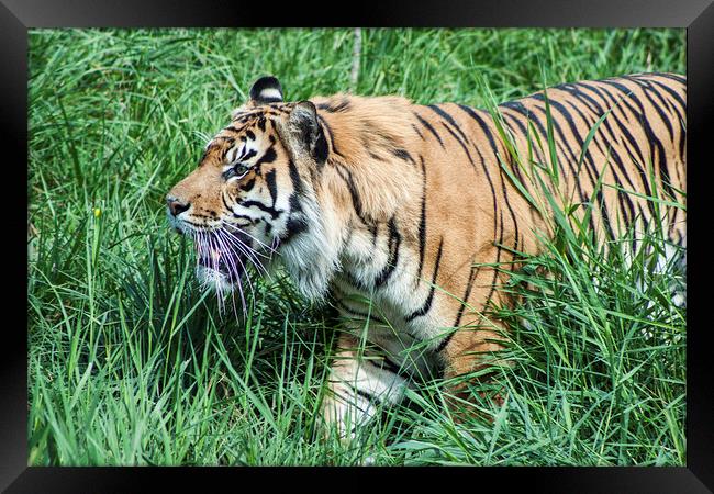 Sumatran Tiger 1 Framed Print by Becky Dix