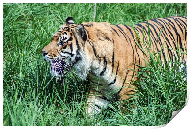 Sumatran Tiger 1 Print by Becky Dix