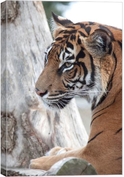  Sumatran Tiger 2  Canvas Print by Becky Dix