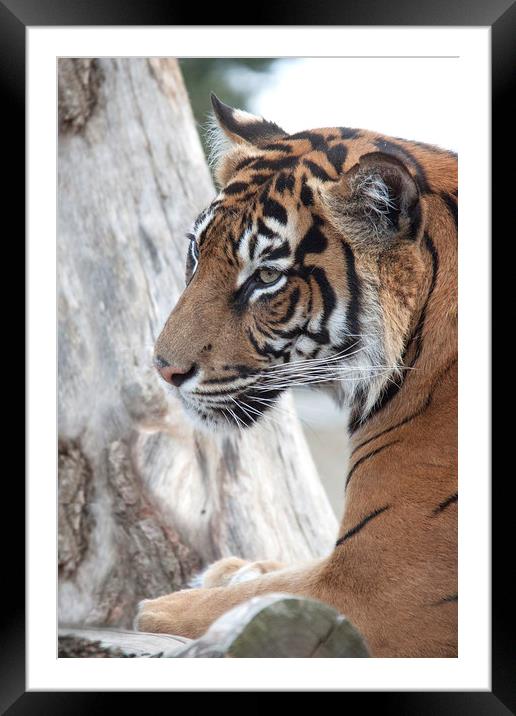  Sumatran Tiger 2  Framed Mounted Print by Becky Dix