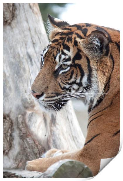  Sumatran Tiger 2  Print by Becky Dix