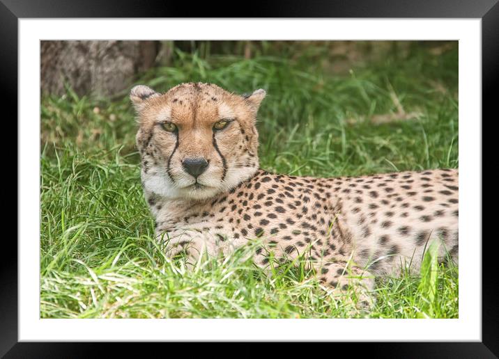  The Cheetah Framed Mounted Print by Becky Dix