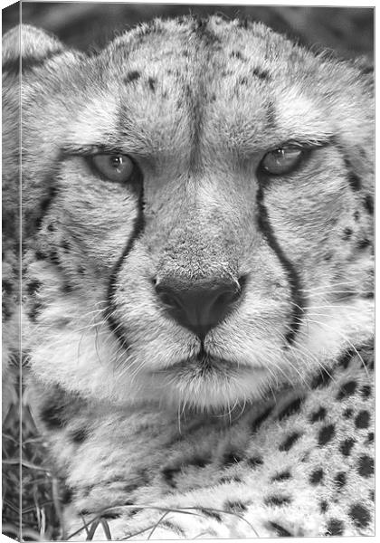  Cheetah, Black & White. Canvas Print by Becky Dix
