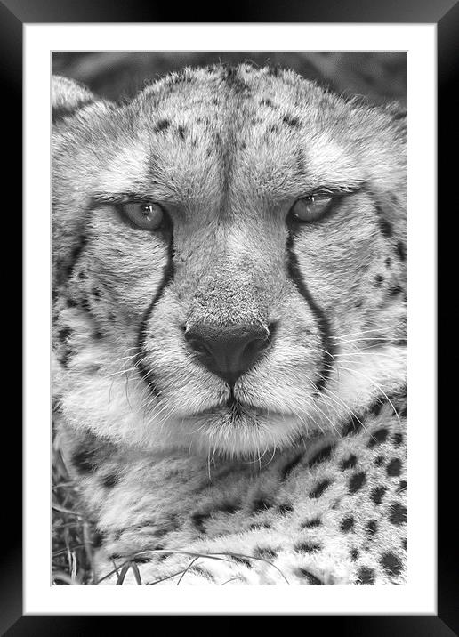  Cheetah, Black & White. Framed Mounted Print by Becky Dix