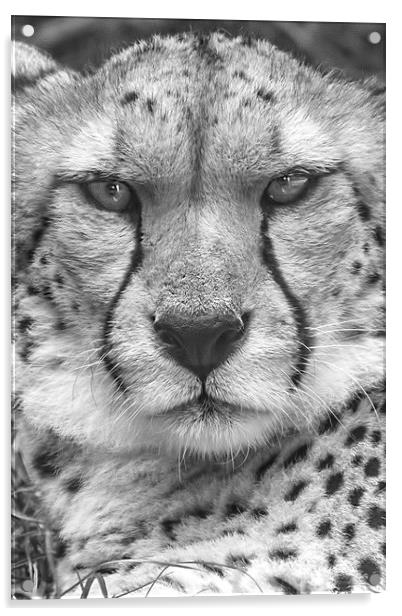  Cheetah, Black & White. Acrylic by Becky Dix