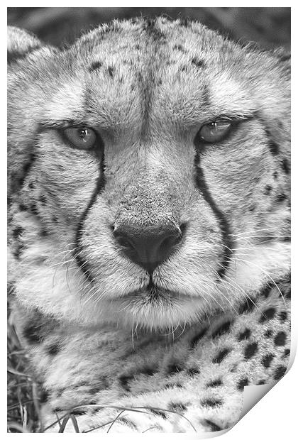  Cheetah, Black & White. Print by Becky Dix