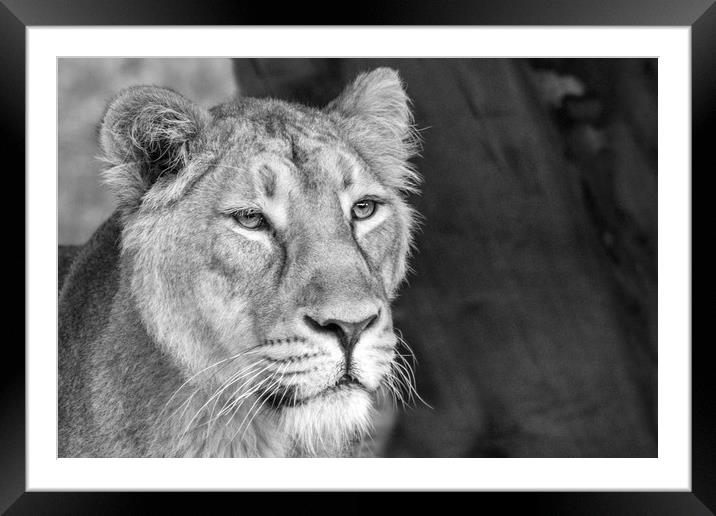  Asian Lion, Black & White.  Framed Mounted Print by Becky Dix