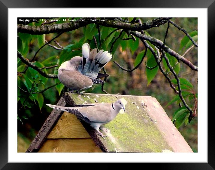  Doves a Cooing and Preening Framed Mounted Print by Bill Lighterness