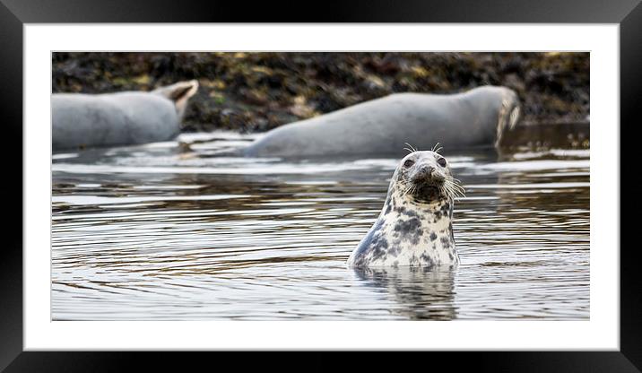  Seal Pup Framed Mounted Print by Sam Smith