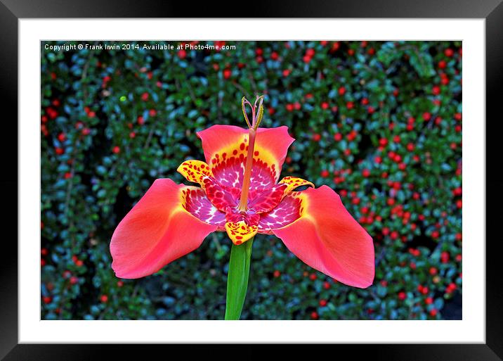  Beautiful Red Tigridia in all its glory. Framed Mounted Print by Frank Irwin