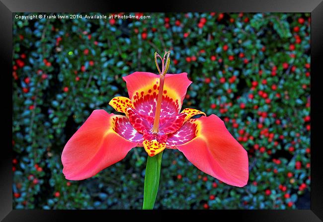  Beautiful Red Tigridia in all its glory. Framed Print by Frank Irwin