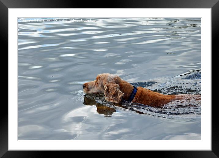 A ‘Doggy paddling’ canine chases ducks Framed Mounted Print by Frank Irwin