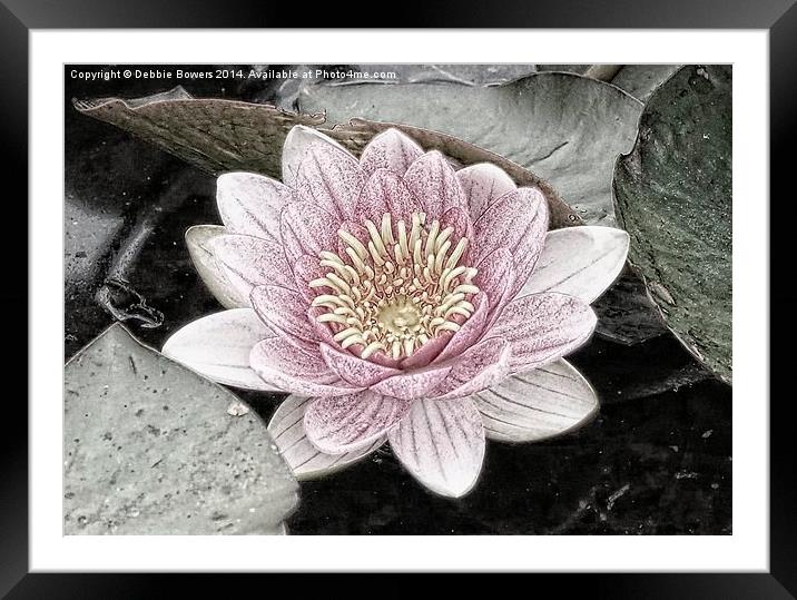  Water Lily Framed Mounted Print by Lady Debra Bowers L.R.P.S