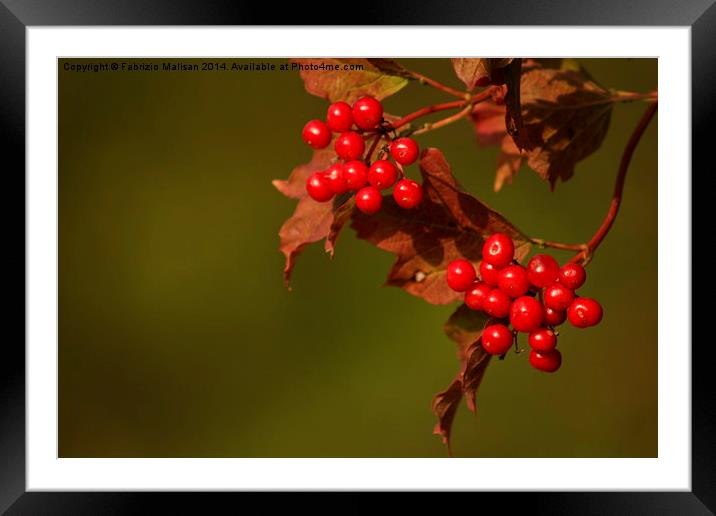  Wild Berries Framed Mounted Print by Fabrizio Malisan