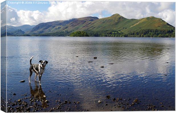  DOG HAVING A PADDLE IN DERWENTWATER IN KESWICK Canvas Print by JEAN FITZHUGH