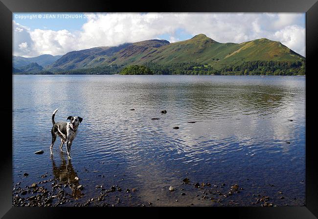  DOG HAVING A PADDLE IN DERWENTWATER IN KESWICK Framed Print by JEAN FITZHUGH