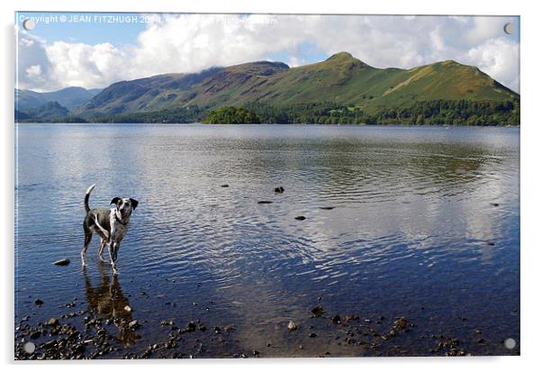  DOG HAVING A PADDLE IN DERWENTWATER IN KESWICK Acrylic by JEAN FITZHUGH