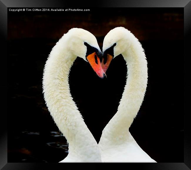  Love is in the Air Framed Print by Tim Clifton
