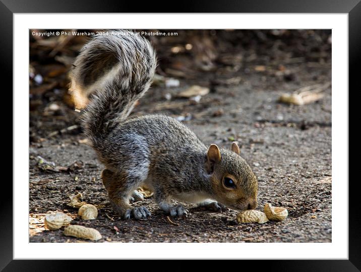  A quick snack Framed Mounted Print by Phil Wareham