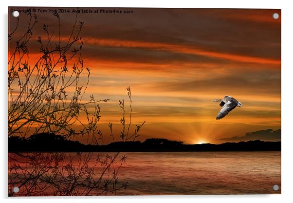 Wild Goose In Flight Acrylic by Tom York