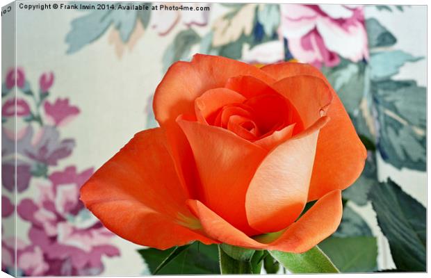  Beautiful Orange Hybrid Tea rose Canvas Print by Frank Irwin