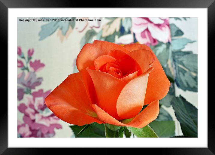  Beautiful Orange Hybrid Tea rose Framed Mounted Print by Frank Irwin