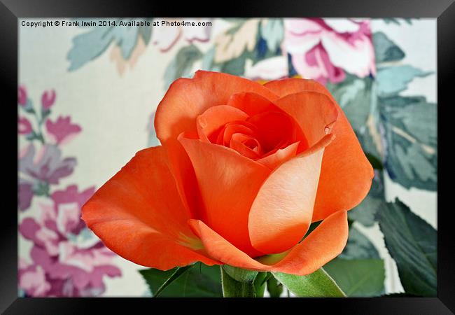  Beautiful Orange Hybrid Tea rose Framed Print by Frank Irwin