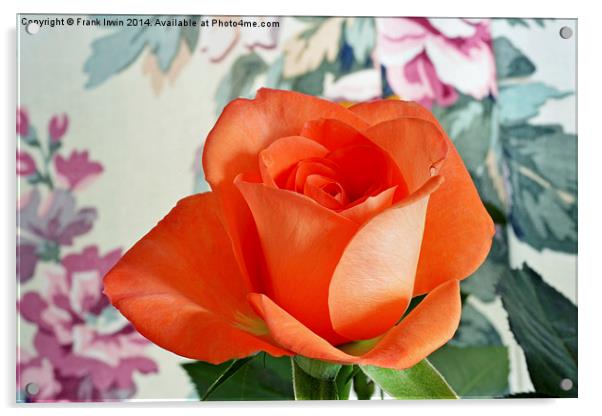  Beautiful Orange Hybrid Tea rose Acrylic by Frank Irwin